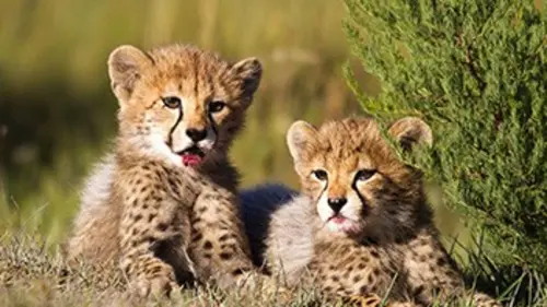 Nous, les bébés animaux Le guépard