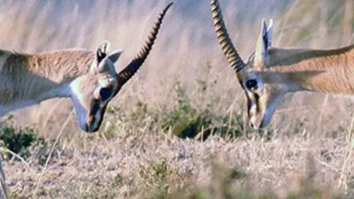Nous, les bébés animaux La gazelle
