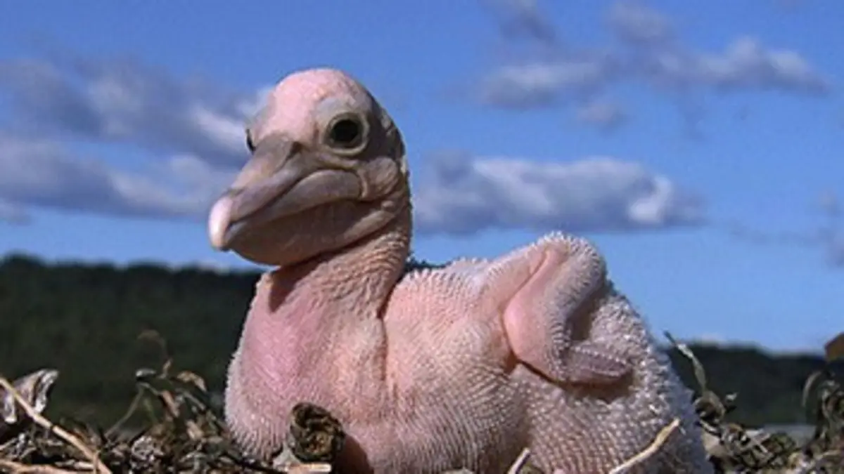 Petites bêtes Le pélican