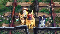Sur France 4 à 21h00 : Nous, les chiens