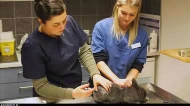 Le chiot Léo en danger