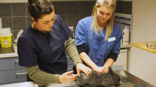 Nouveaux vétérinaires S01E04 L'opération de l'alpaga