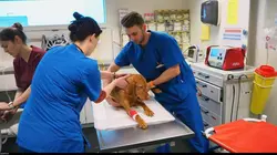 Nouveaux vétérinaires