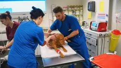 Nouveaux vétérinaires