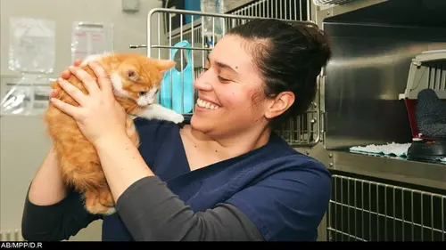 Nouveaux vétérinaires Césarienne acrobatique sur la vache Violette