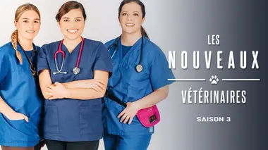 Nouveaux vétérinaires Intervention mouvementée sur un zébu