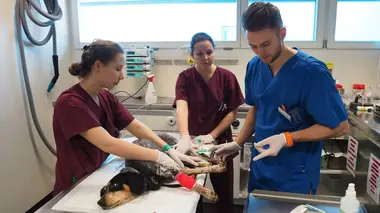 Nouveaux vétérinaires S01E01 Le sauvetage de Falco