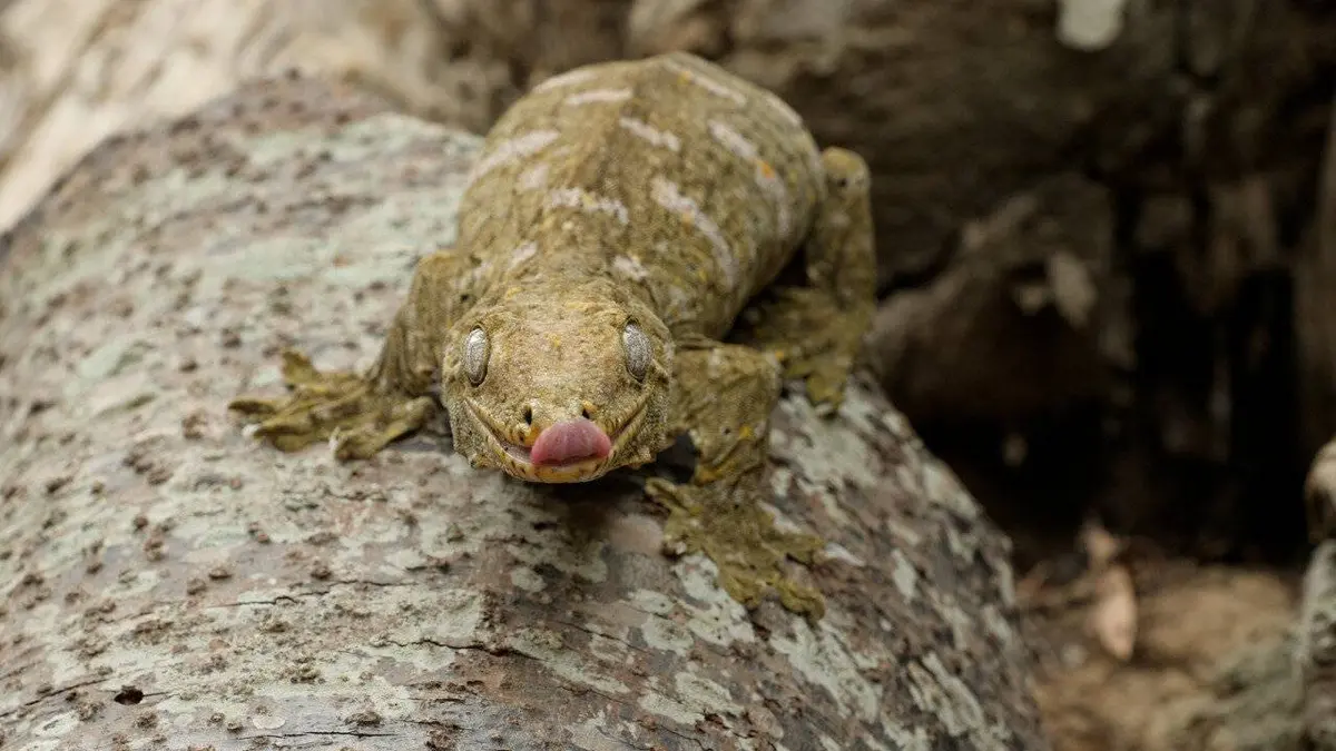Nouvelle-Calédonie, l'île sauvage