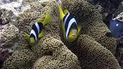Visuel de Nouvelle-Calédonie, les sentinelles du patrimoine