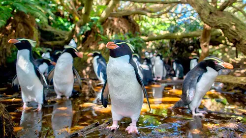 Nouvelle-Zélande Les îles du bout du monde