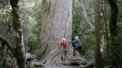 Nouvelle-Zélande : La forêt des géants