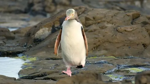 Casting Nouvelle-Zélande : les animaux du bout du monde