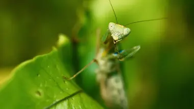 Itinéraire de deux manchots