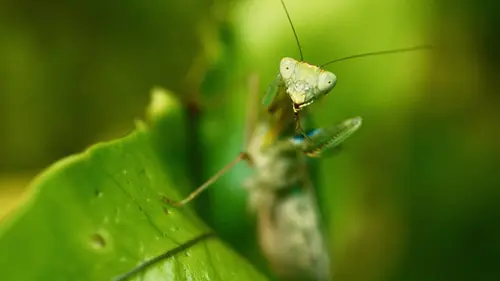 Casting Nouvelle-Zélande : paradis inhabituel