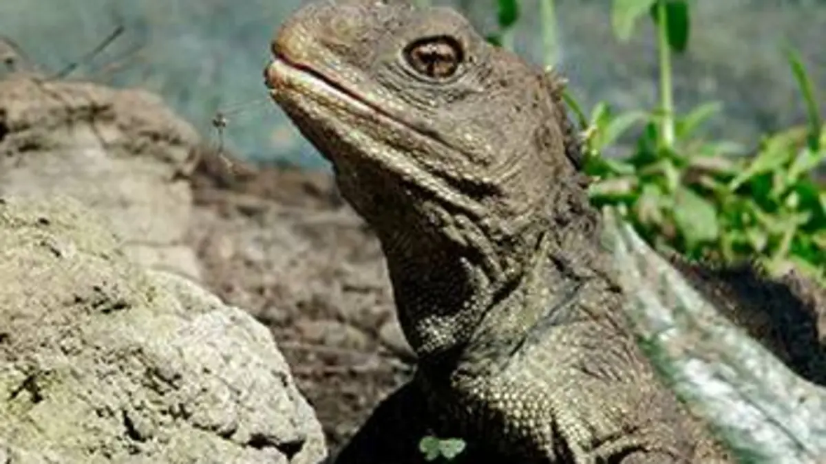 Nouvelle-Zélande, terre sauvage E01 Des fossiles vivants