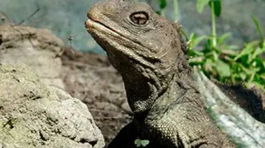 Des fossiles vivants