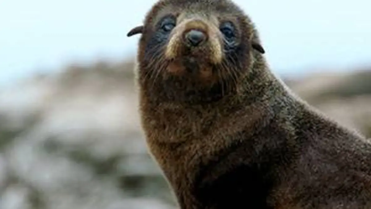 Nouvelle-Zélande, terre sauvage