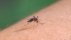 Nuisibles de l'été, la guerre est déclarée