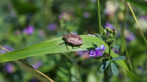 Casting Nuisibles de l'été, la guerre est déclarée