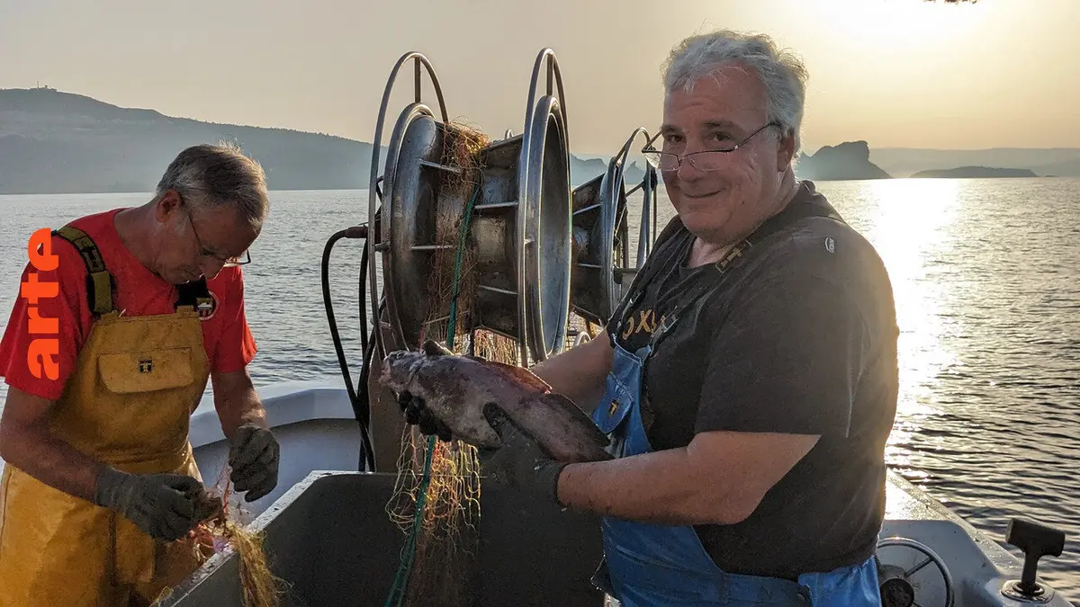 Nurseries à poissons : repeupler la Méditerranée