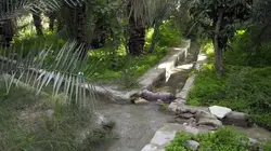 Oasis Emirats arabes unis, entre les dunes de Liwa