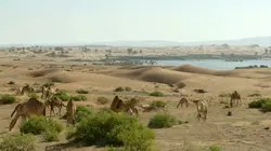 Oasis