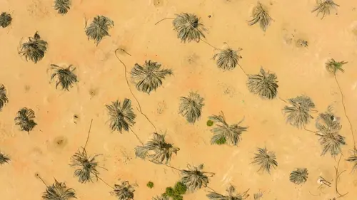 Oasis Emirats arabes unis, entre les dunes de Liwa