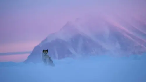Objectif Thulé : une aventure photographique