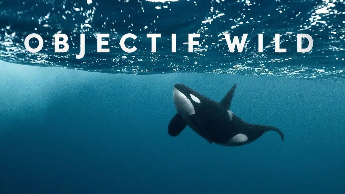 Visuel de Objectif Wild Face à face avec les requins