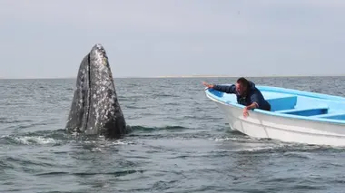Observation des baleines avec Nigel Marven S01E04 La fin du voyage