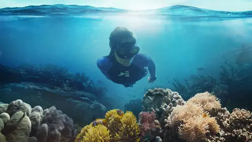Océan en danger : la bataille pour le corail
