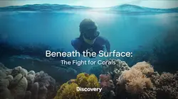 Océan en danger : la bataille pour le corail