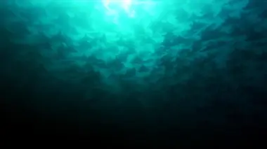 Ocean Odyssey