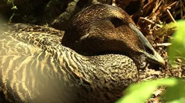 L'or du Saint-Laurent