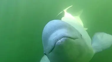 Pierre Béland : l'adieu aux baleines