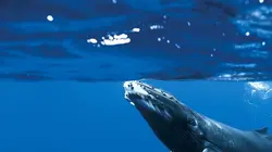 Océans
