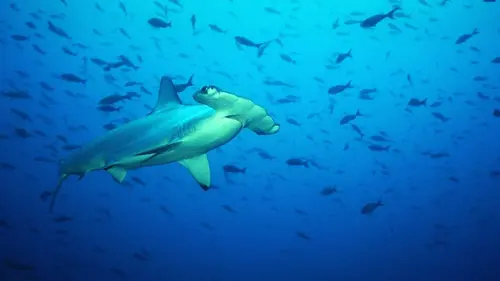 Casting OceanXplorers Le grand voyage des requins-marteaux