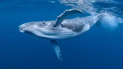 OceanXplorers Realm of the Humpbacks