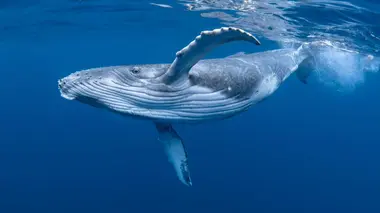 Realm of the Humpbacks