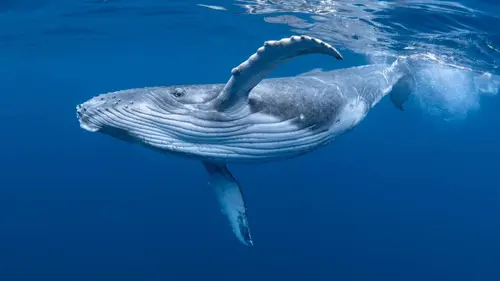 OceanXplorers Realm of the Humpbacks