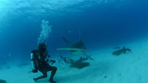 OceanXplorers Le royaume des baleines à bosse
