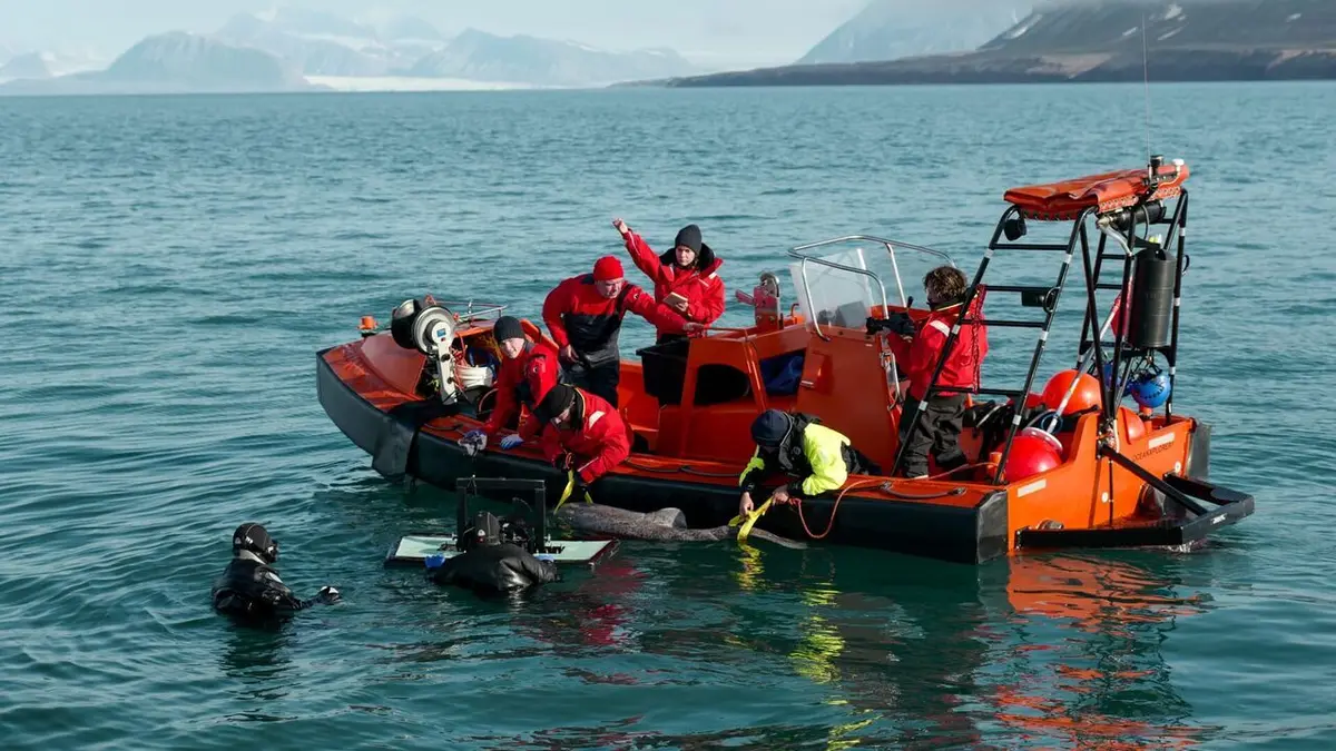 Visuel de OceanXplorers Le royaume des baleines à bosse