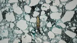 Odyssée dans le Grand Nord