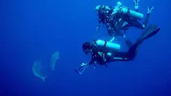 Visuel de Odyssée Pacifique