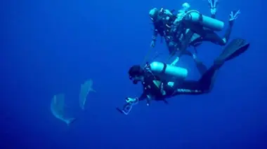 Cap sur les requins du grand large