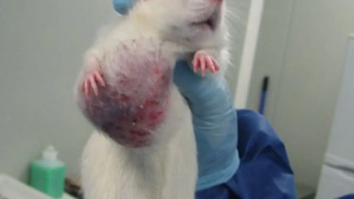 OGM, vers une alerte mondiale ?