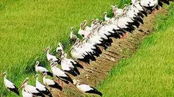Visuel de Oiseaux migrateurs