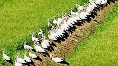 Oiseaux migrateurs E01 Les messagers du monde