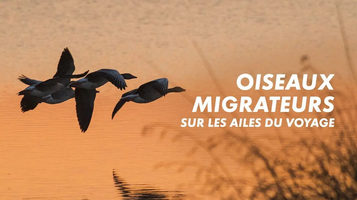 Oiseaux migrateurs : Sur les ailes du voyage
