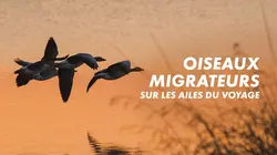 Oiseaux migrateurs : Sur les ailes du voyage